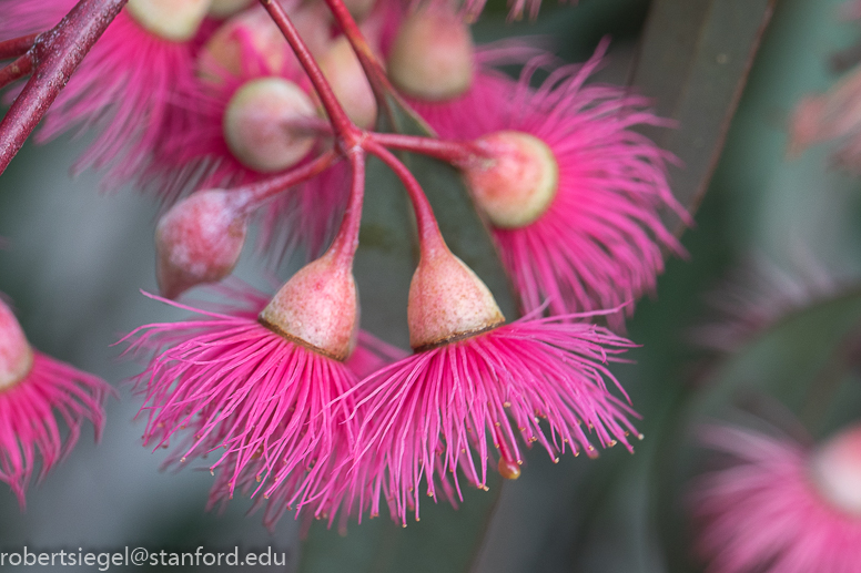 eucalyptus flowers